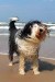 Vēja un jūras suns! :-) 