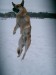 Ещё одна на этом конкурсе, летающая собака-спортсмен..! =)